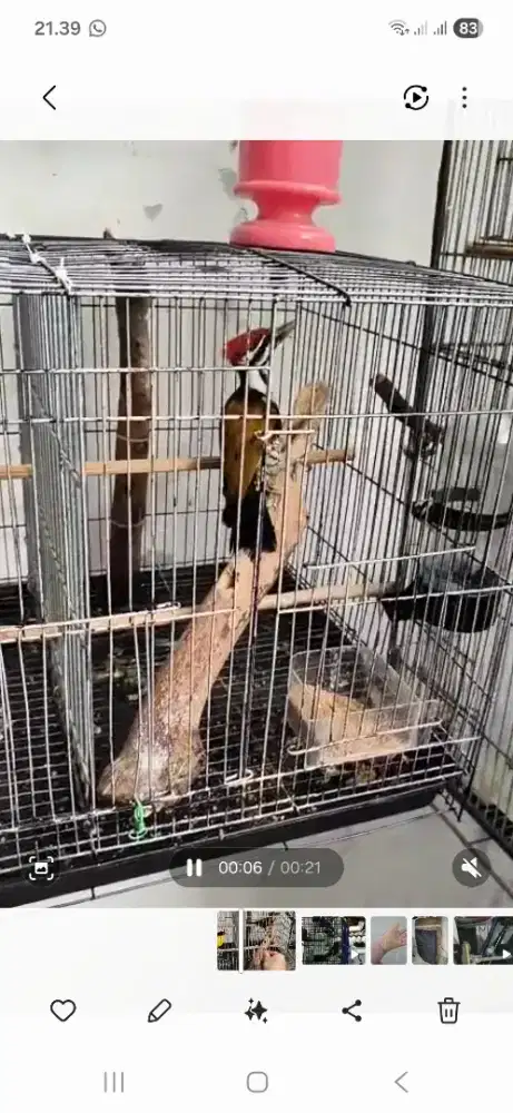 Burung pelatuk bawang voer total lincah sehat