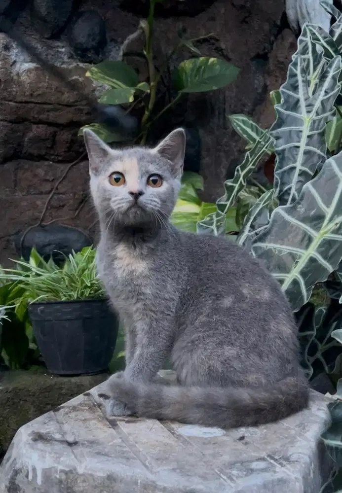 Bsh female tortie 5 bulan