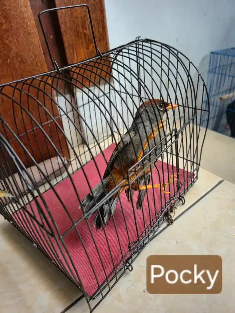 Porksay mandarin sehat