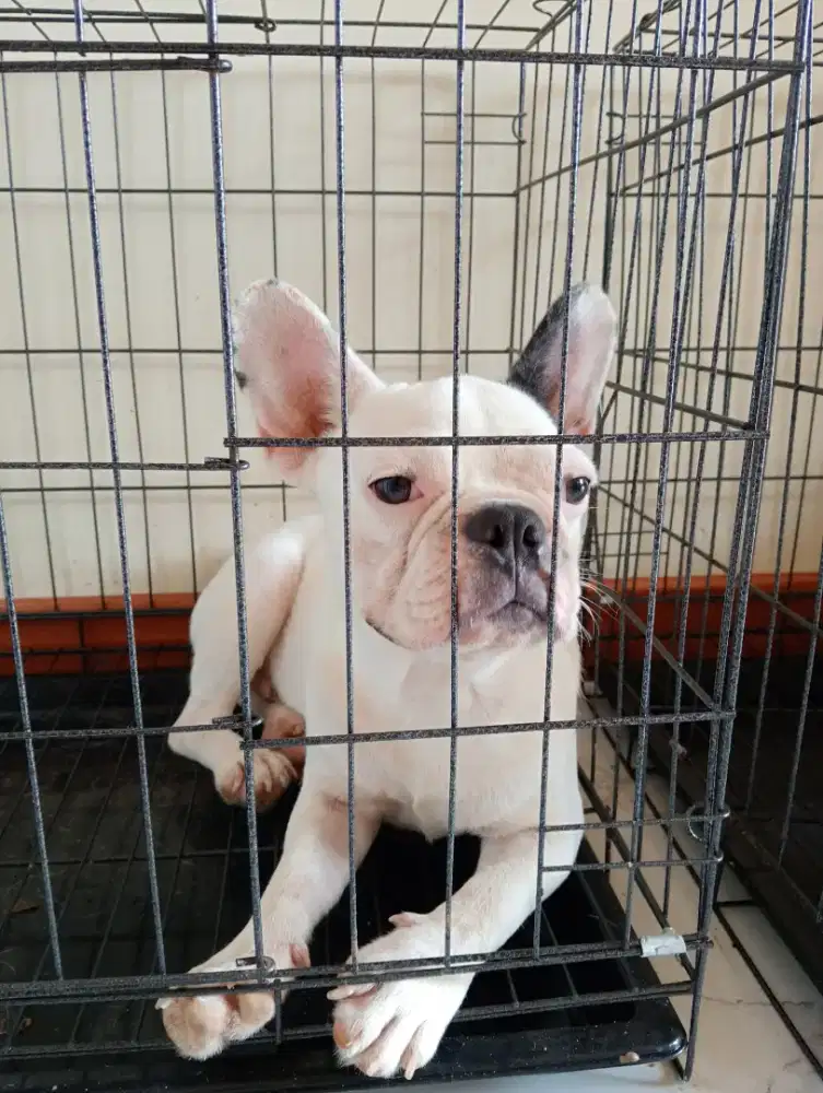 Dijual frenchie /french bulldog JANTAN non stb