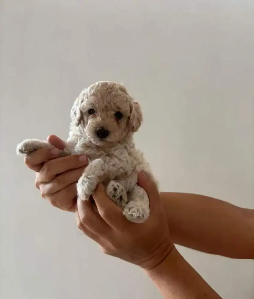 Toy poodle cakep