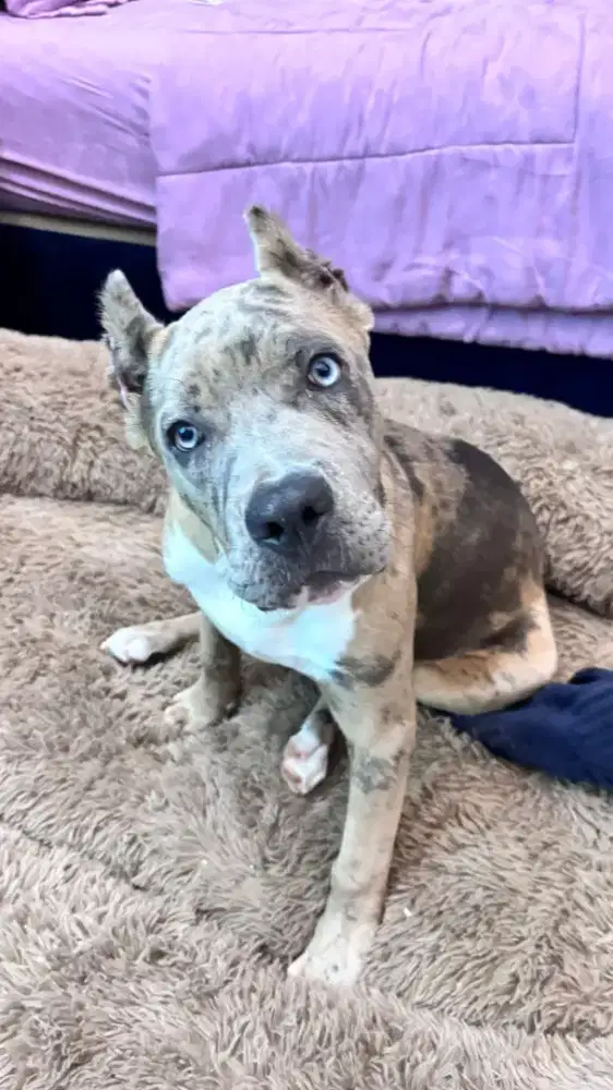 Anjing Cane Corso Merle (Puppy)