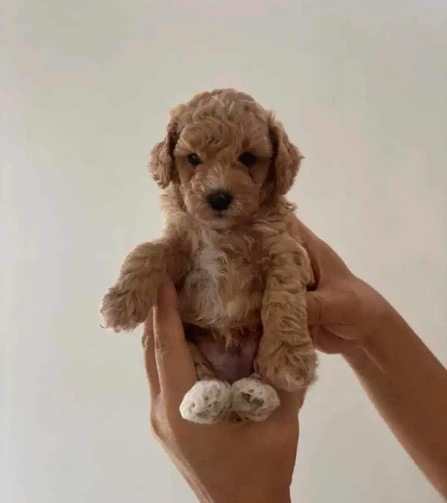 Toy poodle brown