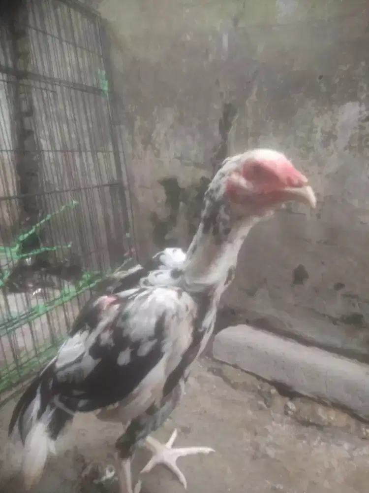 Ayam Bangkok classic