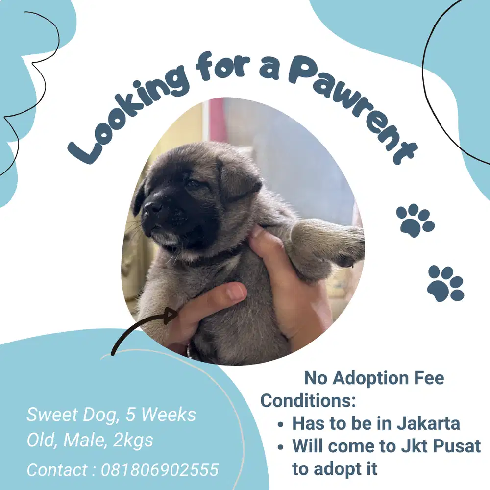 Anak Anjing Jantan 2 bulan