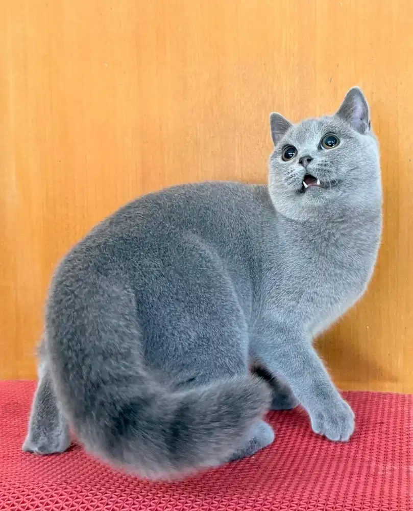 British shorthair pedigree