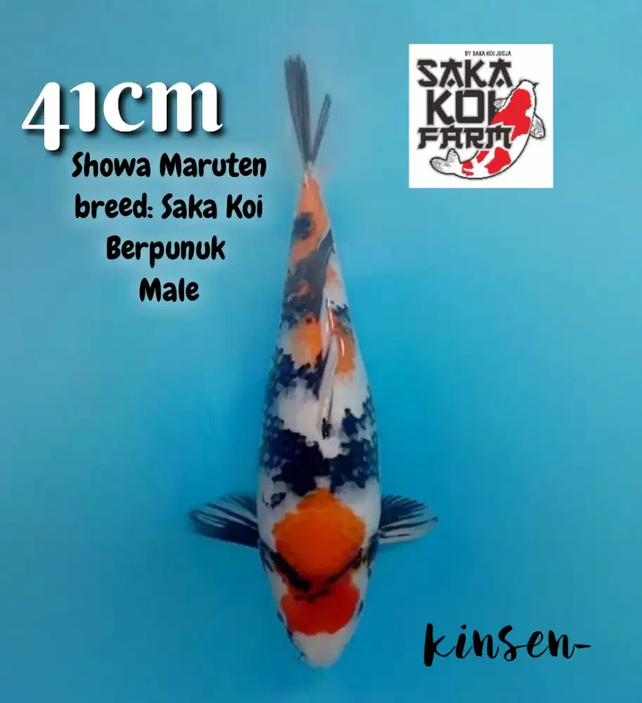 Koi Maruten Showa 41cm Jantan Good Patern Berpunuk Bulky breed Saka SQ