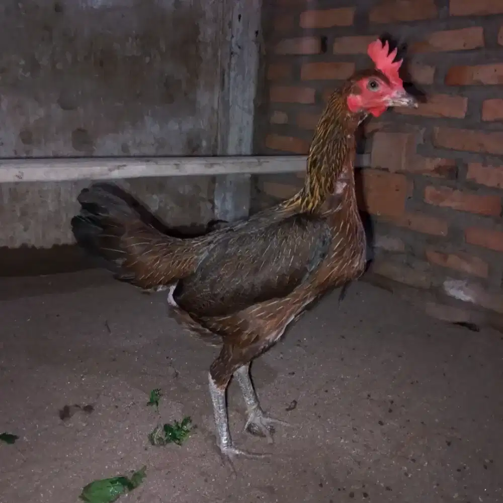 Indukan Pama IQ F1 Masi ORI