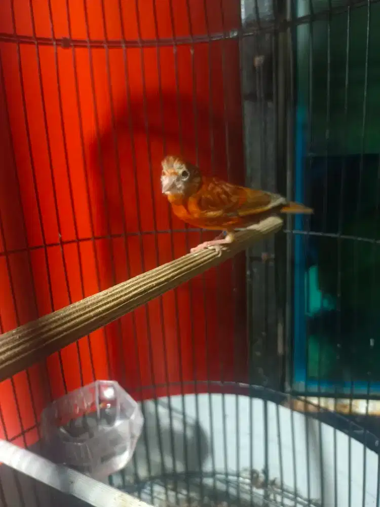 Silangan (kenari×siskin DD)