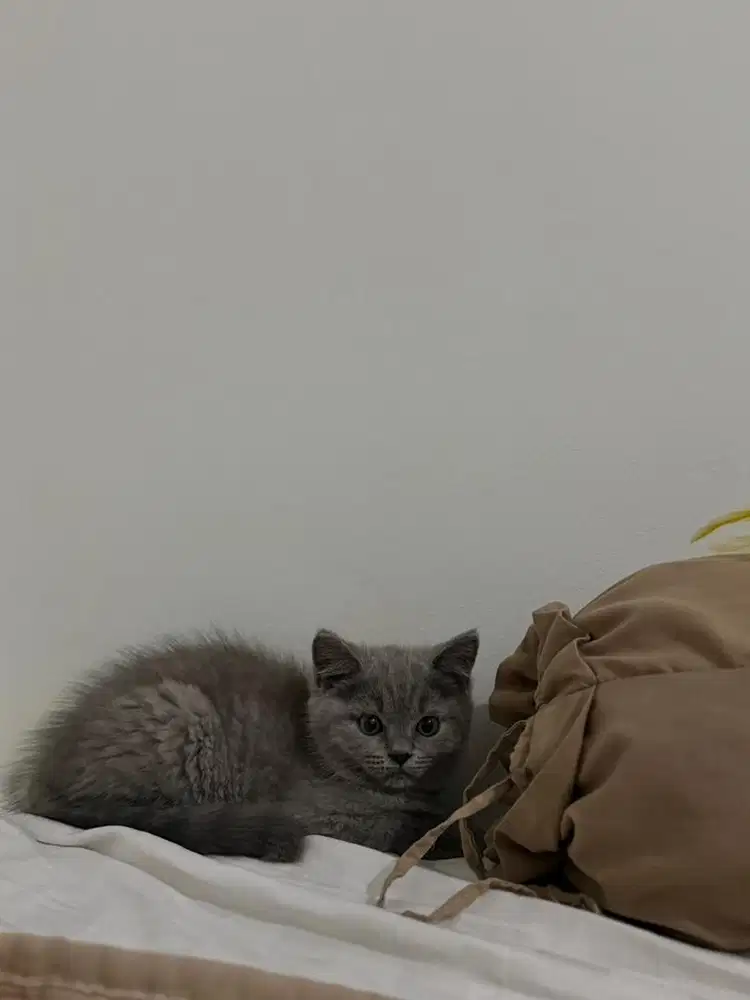 British Short Hair (BSH)