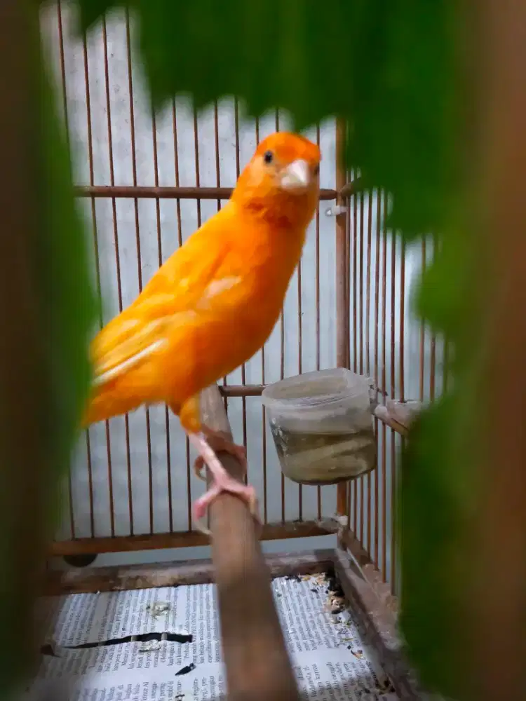 Burung kenari jantan gacor