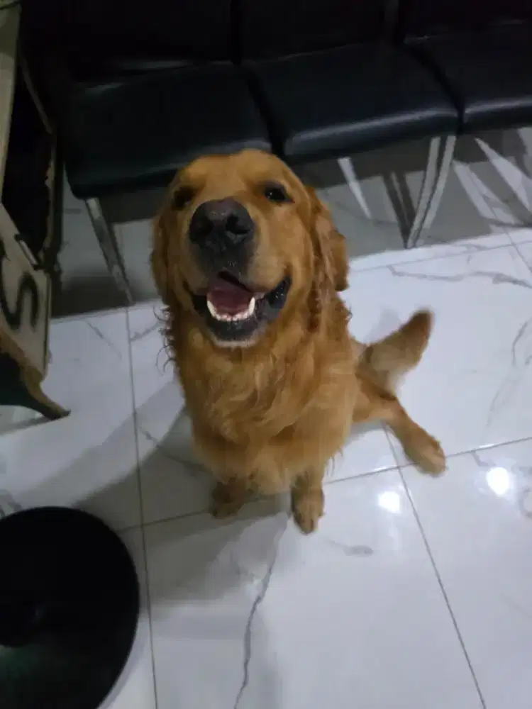 GOLDEN RETRIEVER JANTAN & BETINA KETURUNAN CHAMPIONS