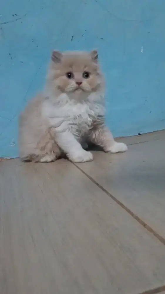 Ready kitten Persia jantan