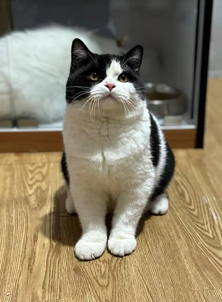 Bsh British shorthair Pedigree