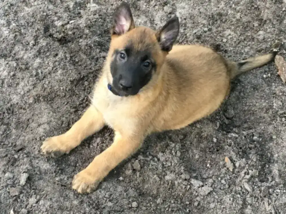 ANJING BELGIAN MALINOIS