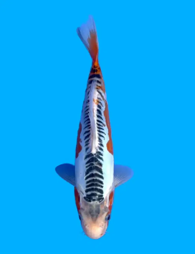 Koi Hana Shusui Import Yamaju