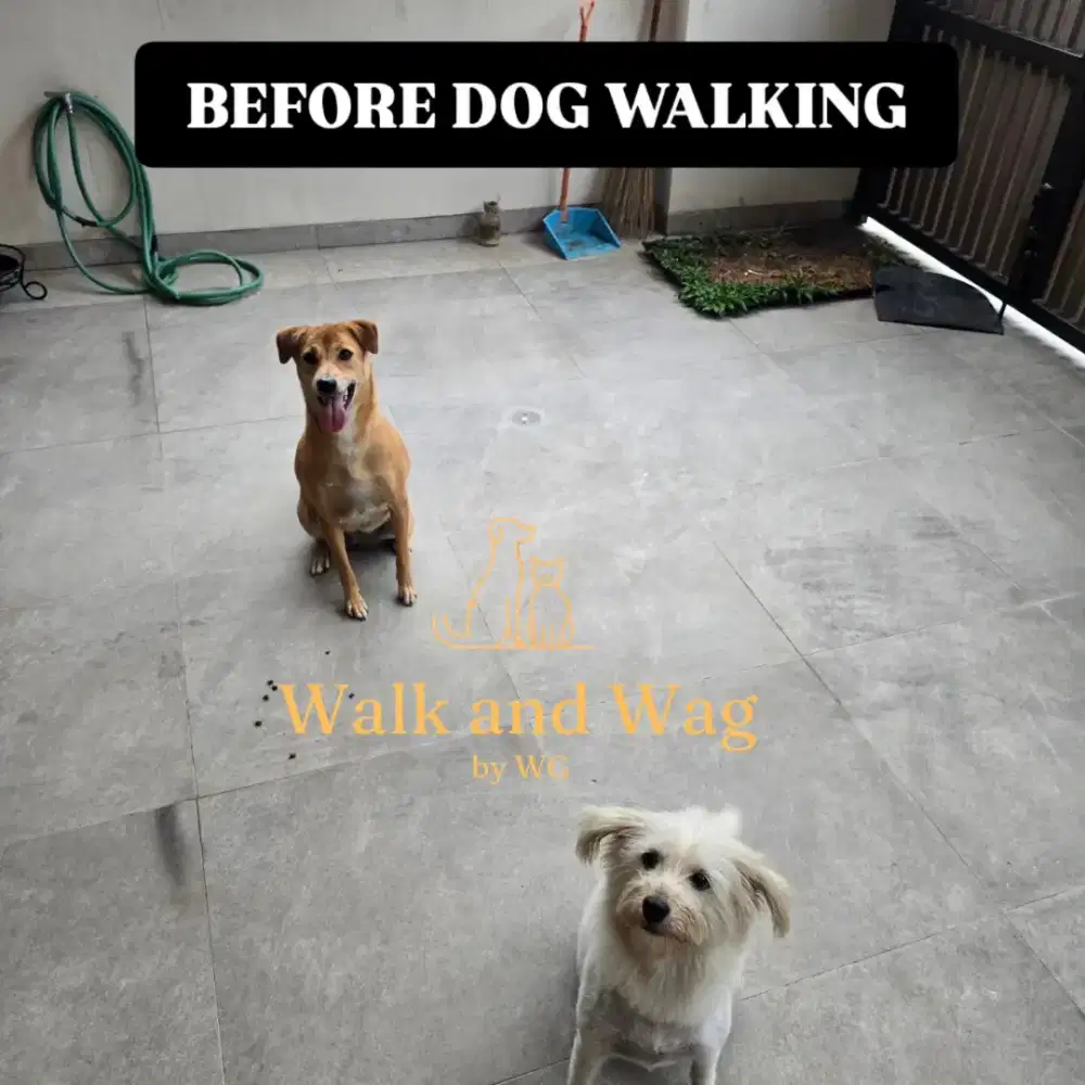 Jasa Dog Walking & Pet Sitting – Walk and Wag