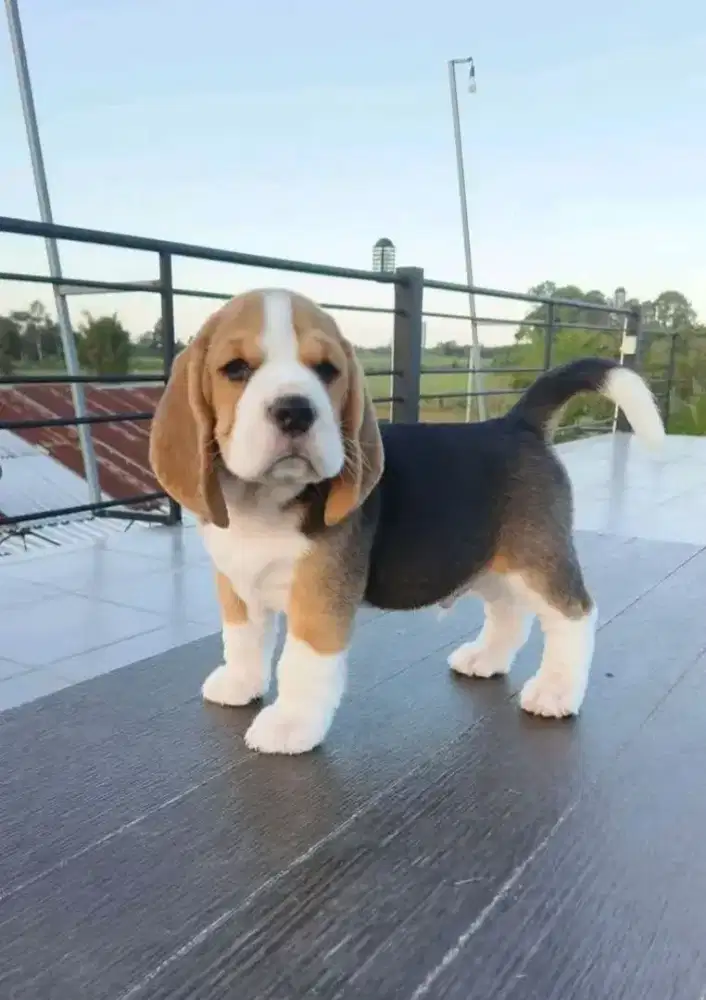 ANAK ANJING BEAGLE