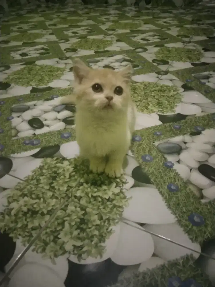 Munchkin  British shothair   bogel usia 3 bulan jantan