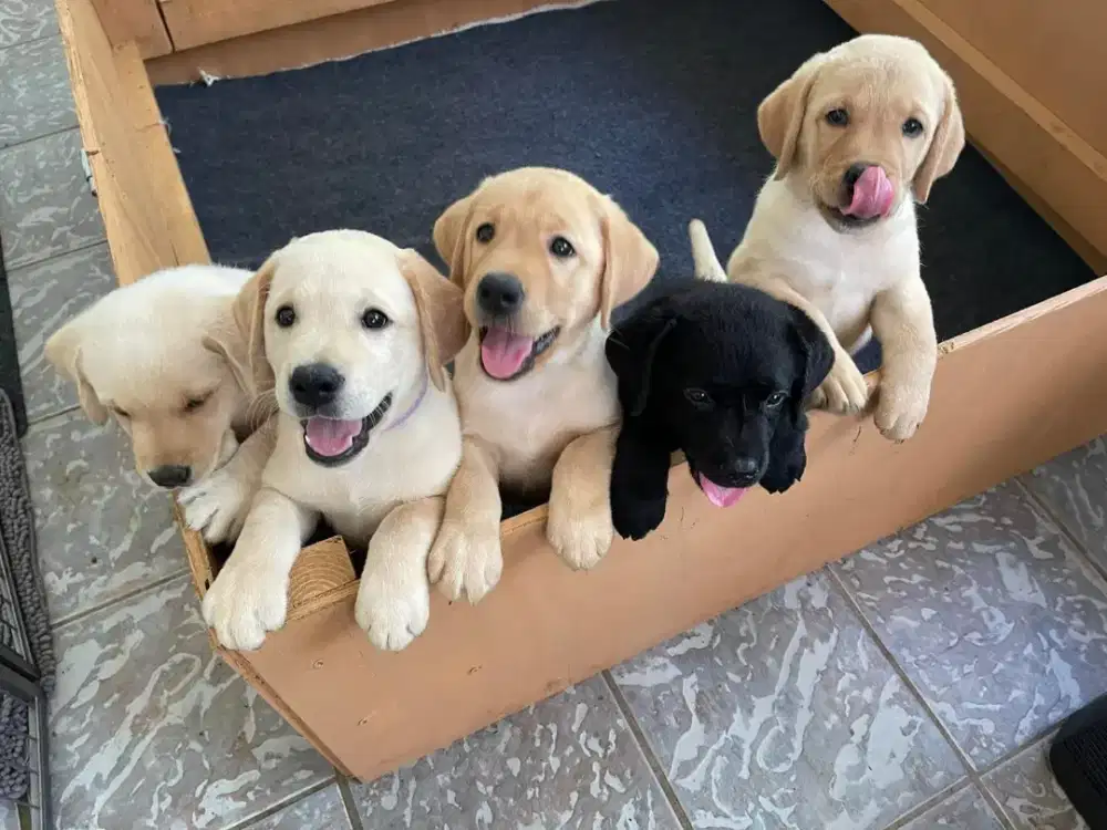 ANJING LABRADOR RETRIEVER