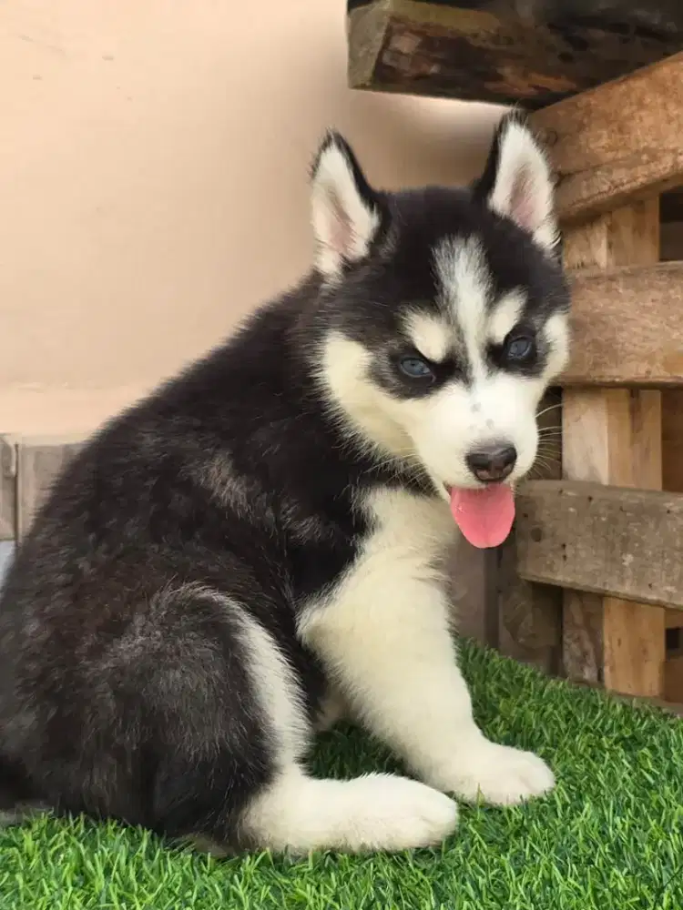 ANJING SIBERIAN HUSKY