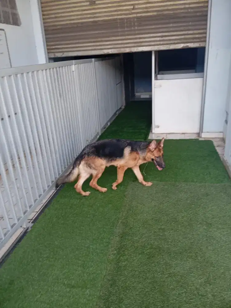 Dog Hotel Jakarta (tempat penitipan hewan)
