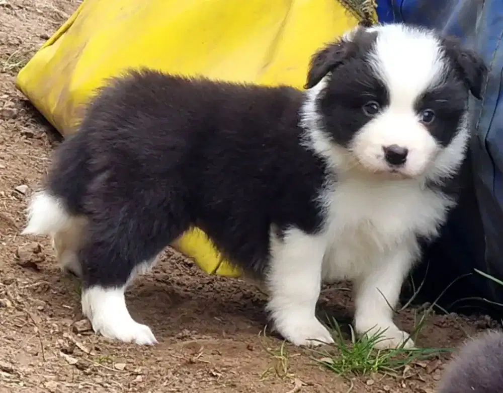 ANJING BORDER COLLIE