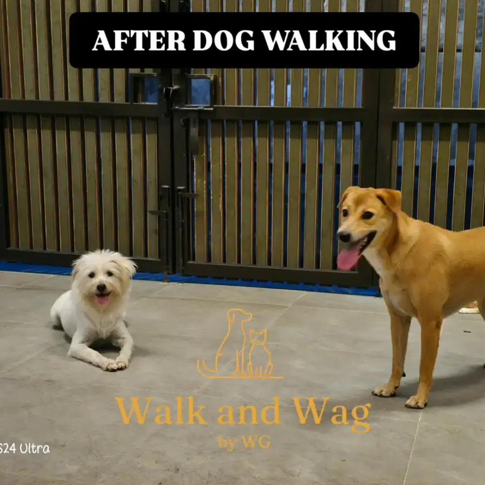 Jasa Jalan Anjing & Titip Hewan Harian Terpercaya