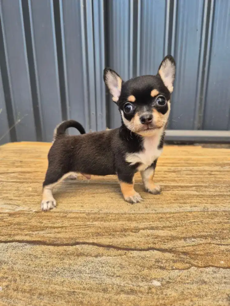 ANJING CHIHUAHUA