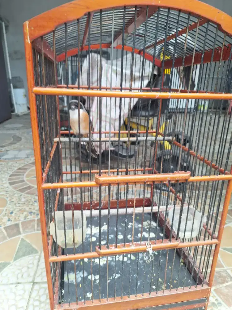 Cendet [pentet jawa] rajin