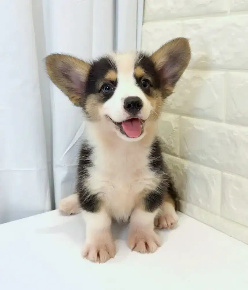 ANAK ANJING CORGI