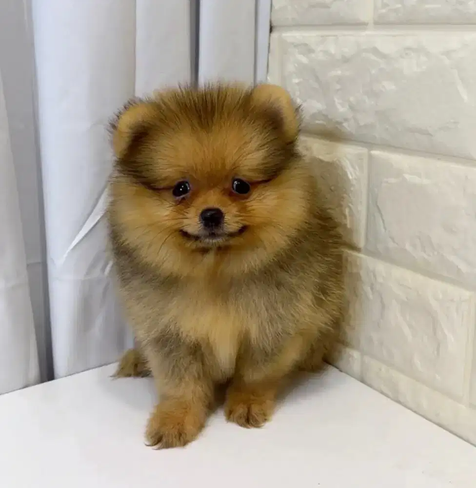 ANAK ANJING POMERANIAN