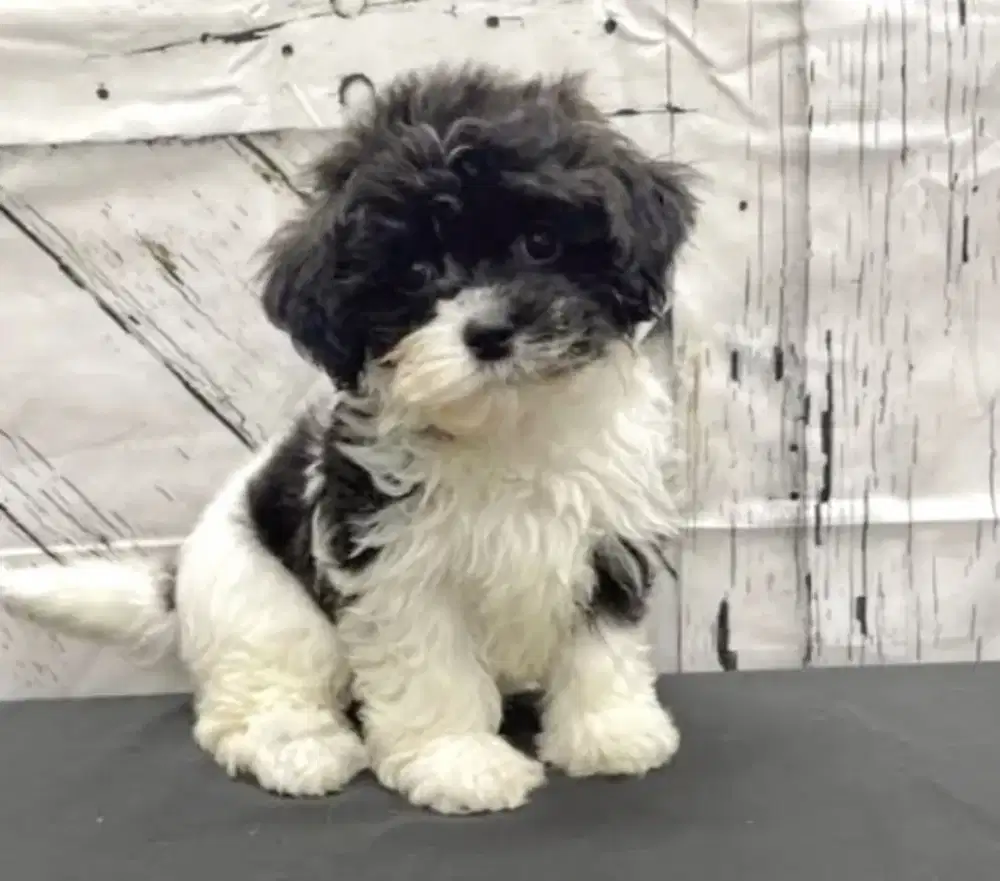 ANAK ANJING POODLE MIX