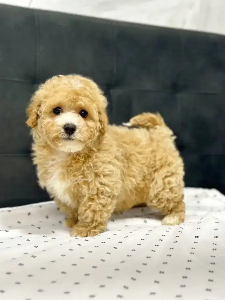 ANAK ANJING MALTIPOO