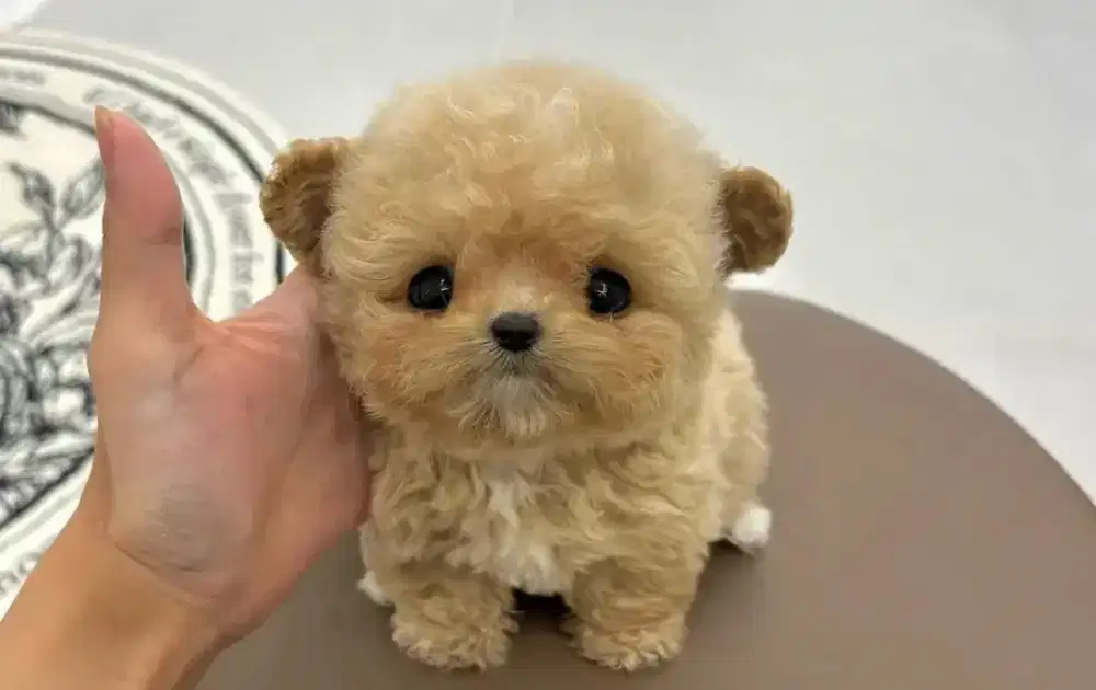 ANJING POODLE MIX POM