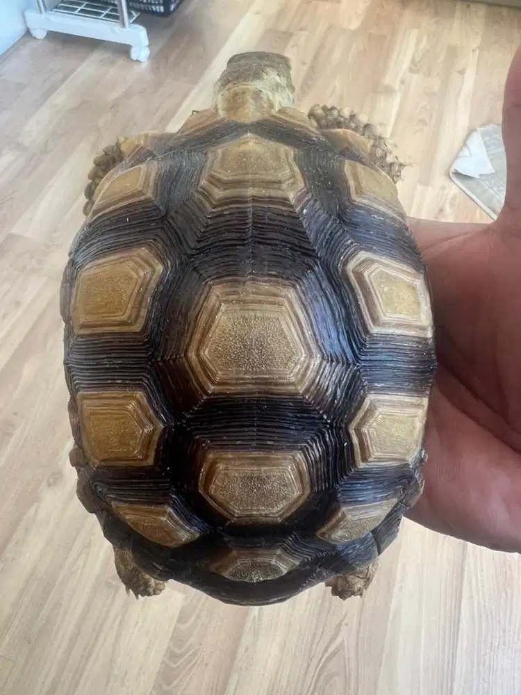 SULCATA 12SCCUTE SIMETRIS 14CM