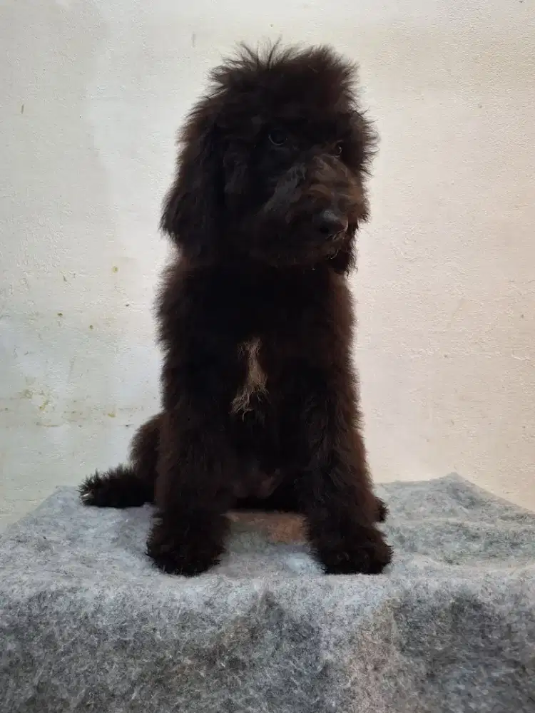 Giant poodlr big bone betina hitam puppy
