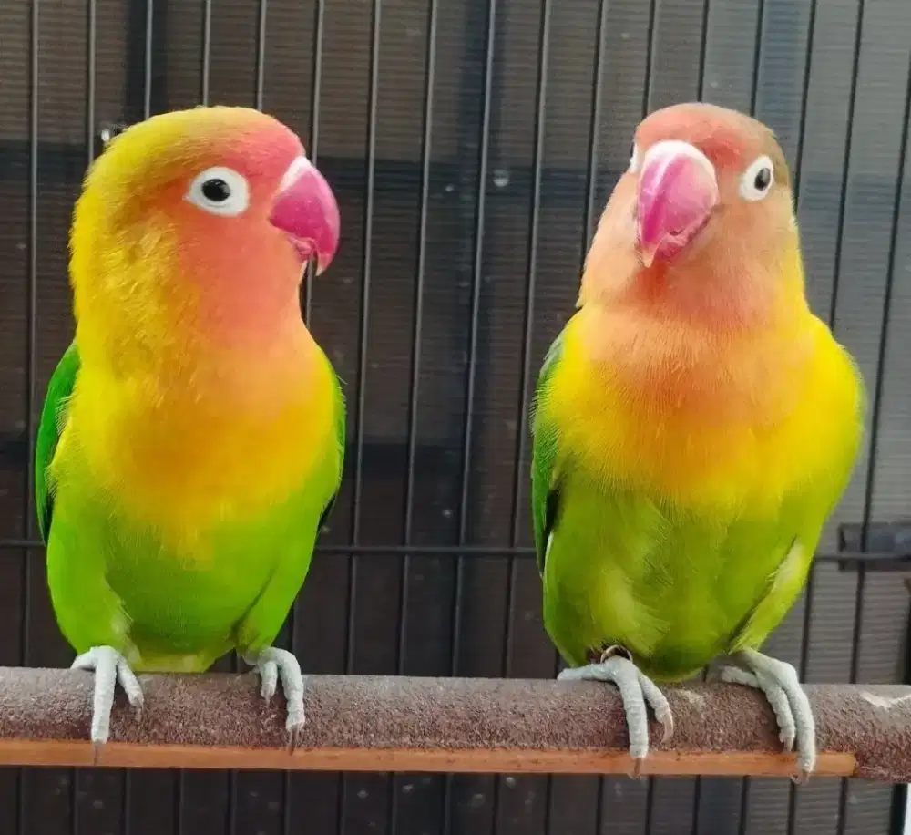 Lovebird josan sepasang