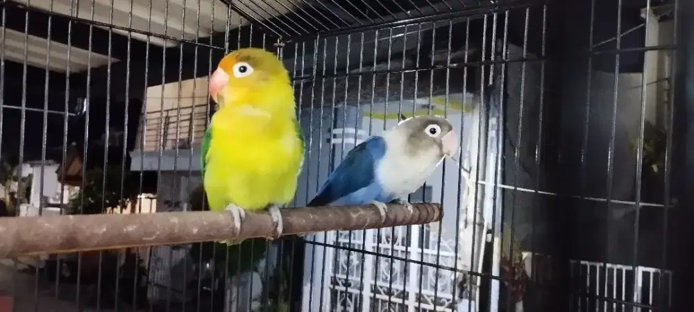 Lovebird Produksi Sepasang