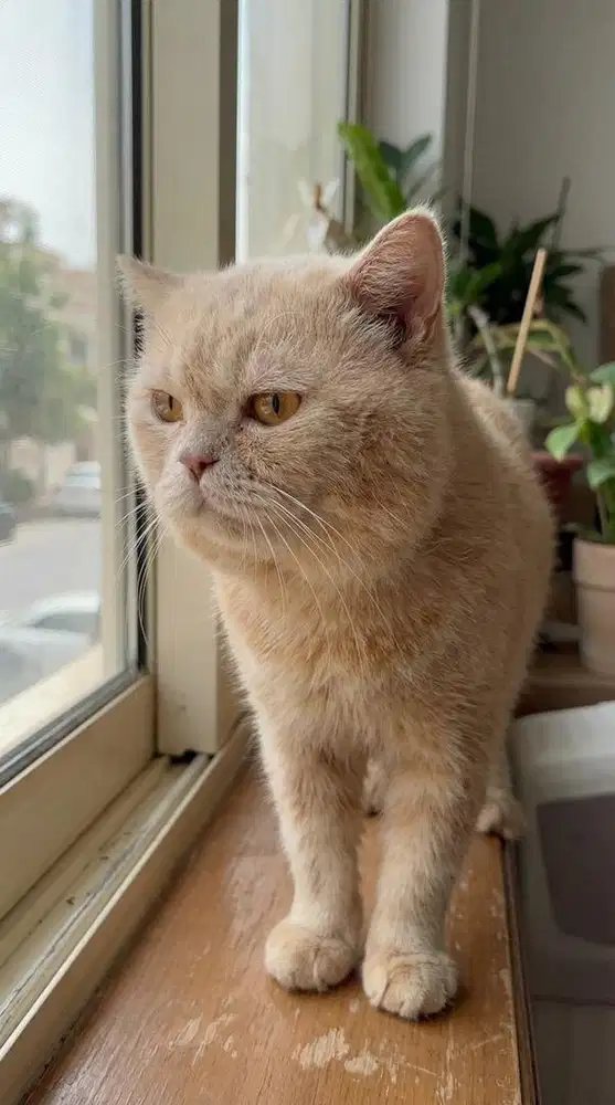 Lepas Adop BSH cream nonped