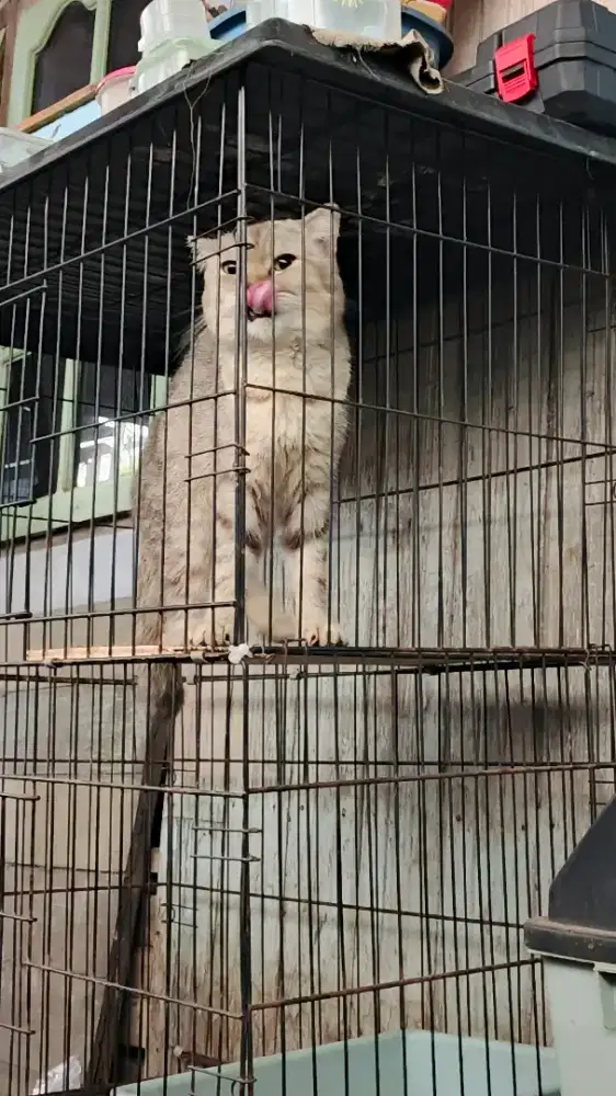 Kucing scothis straight