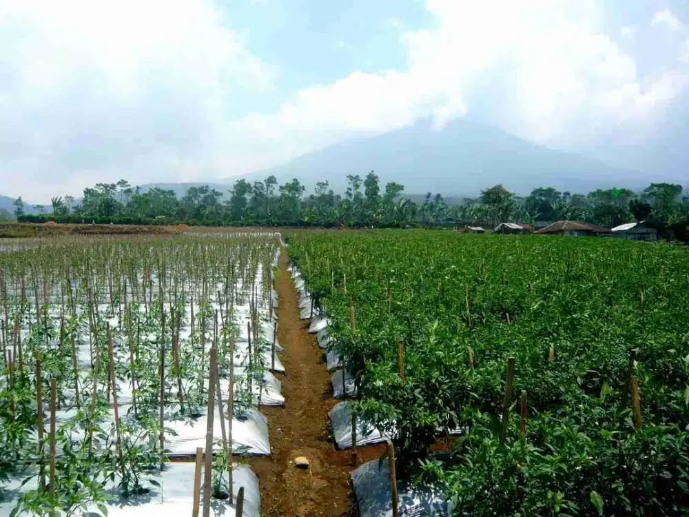 dijual tanah pertanian cianjur  satu pemilik, satu nama