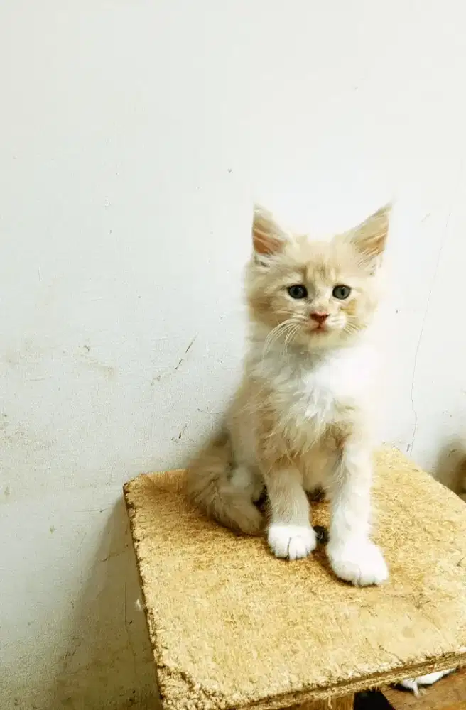 Kitten mainecoon betina pure no mix. Induk ped cfa Maine Coon