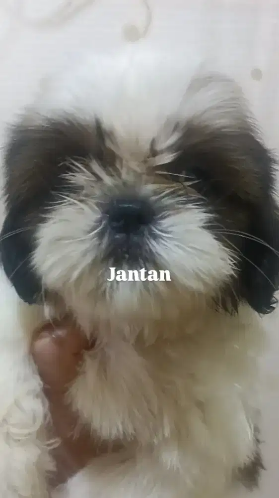 Sepasng mini shitzu 2 bln