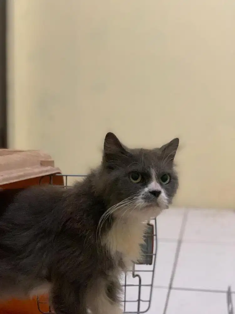 Kucing Persia Medium Longhair