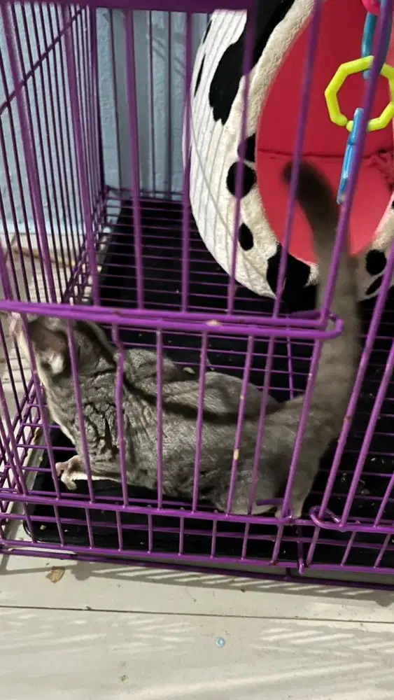 Sugar glider Tangsel