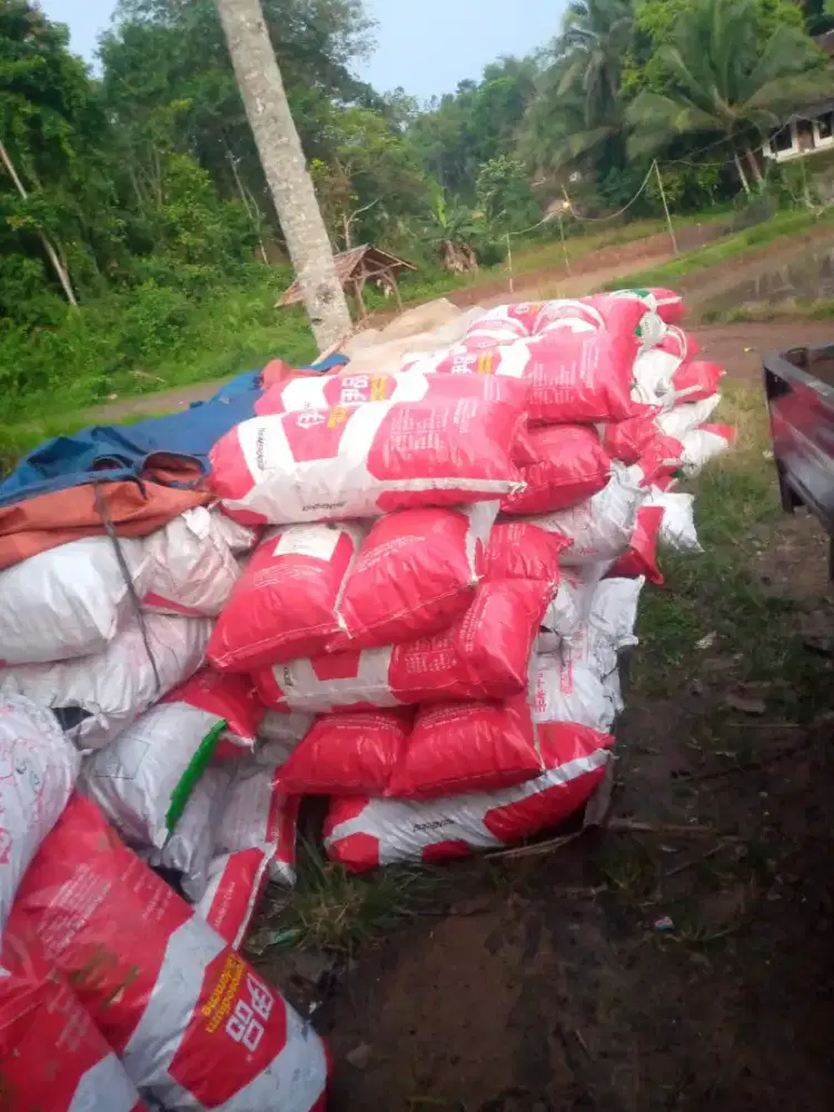 Areng kayu karet keras