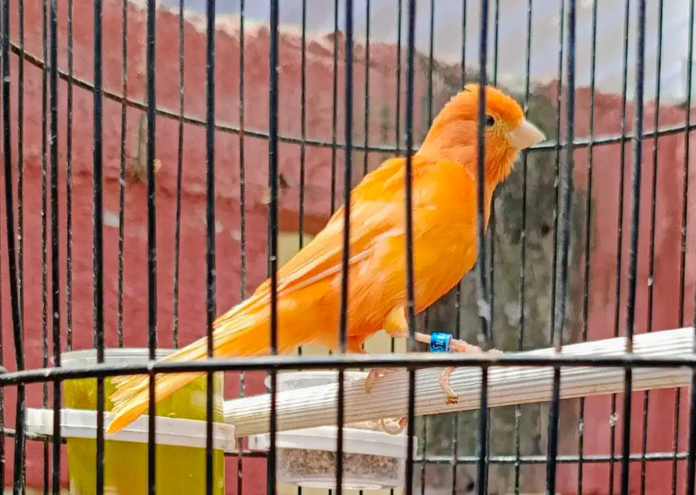 Wts Burung kenari Ys F1 dan Merlok