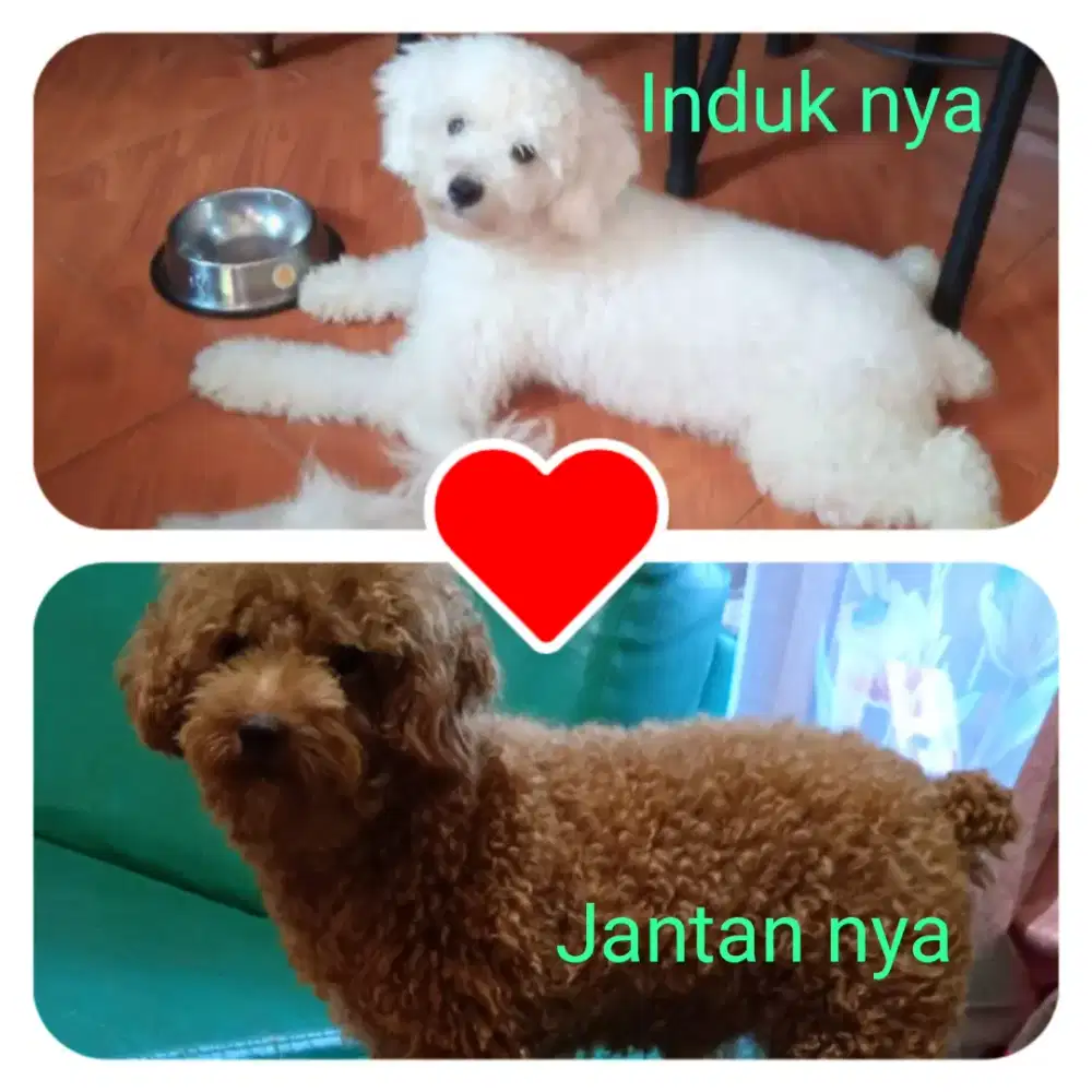 Anak anjing poodle