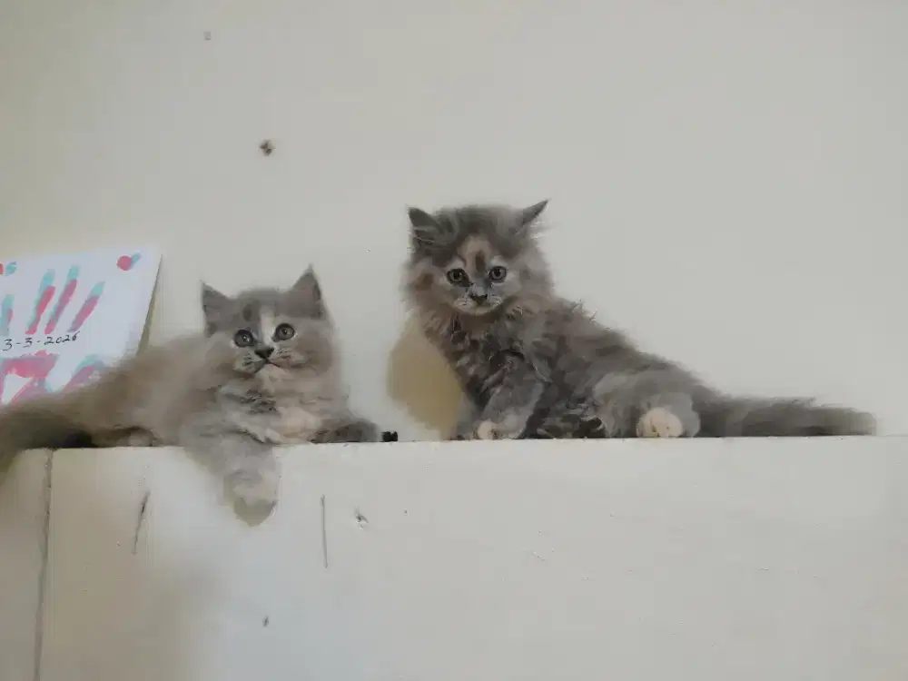 Kucing kitten persia mix mainecoon 3 ekor / anggora / himalaya